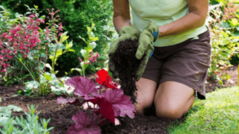 6 советов начинающим садоводам 37 | Дока-Мастер