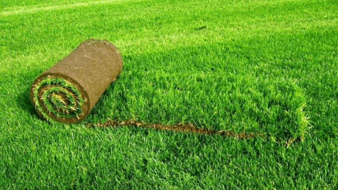 Рулонный газон: достоинства, недостатки, тонкости 1 | Дока-Мастер