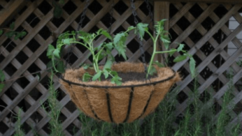 Как выращивать помидоры в кашпо 14 | Дока-Мастер