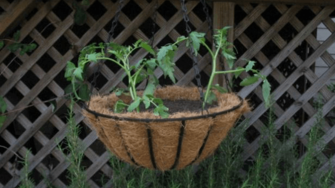 Как выращивать помидоры в кашпо 1 | Дока-Мастер