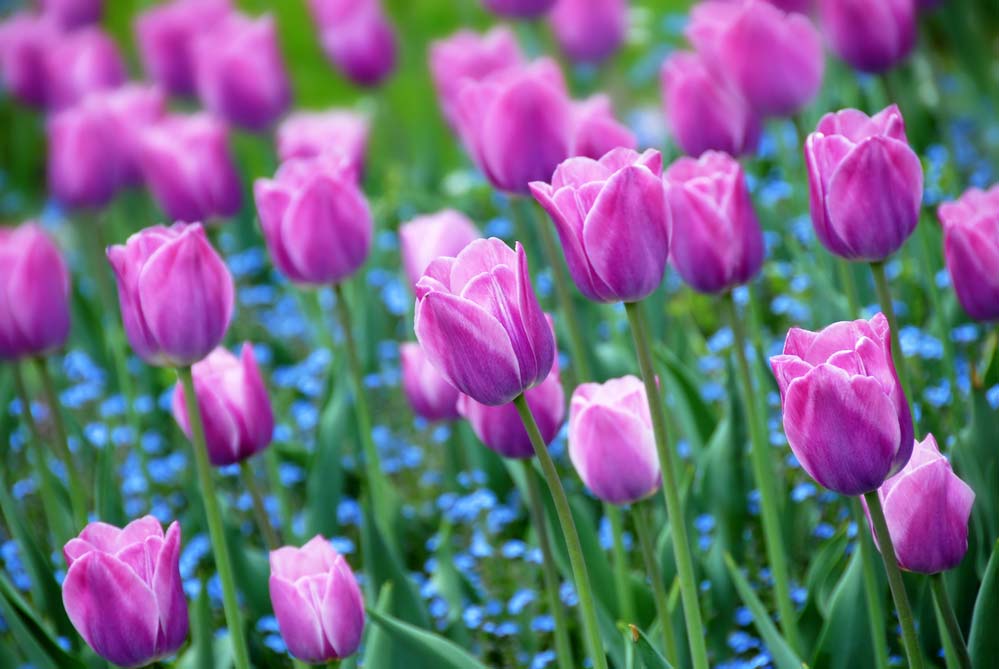 Как выращивать: тюльпаны основные правила посадки и ухода 1 | Дока-Мастер