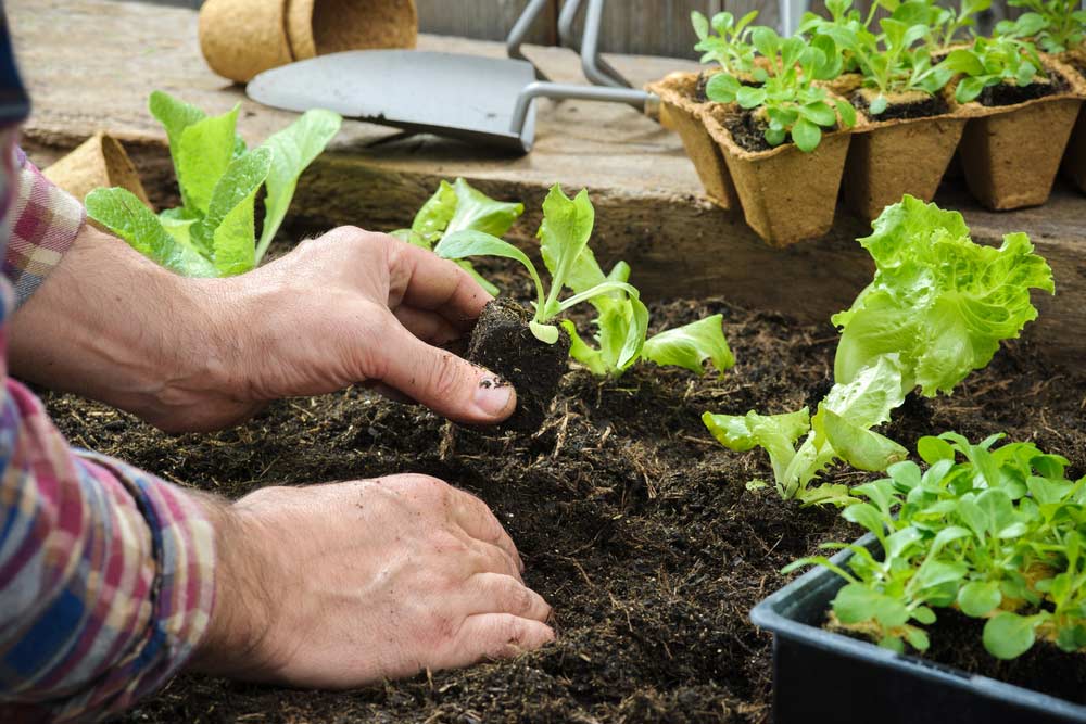 Как посадить и вырастить салат дома и на участке 3 | Дока-Мастер