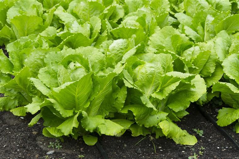 Как посадить и вырастить салат дома и на участке 1 | Дока-Мастер