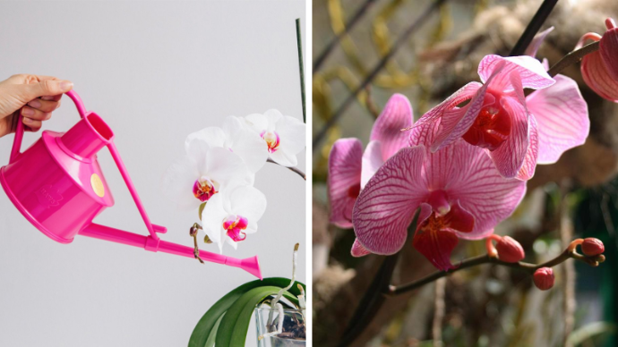 орхидея уход +в домашних условиях