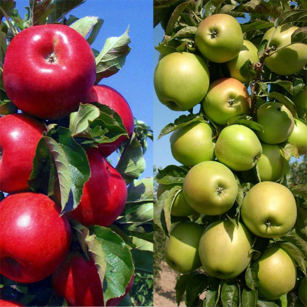 Популярные сорта колоновидной яблони 1 | Дока-Мастер