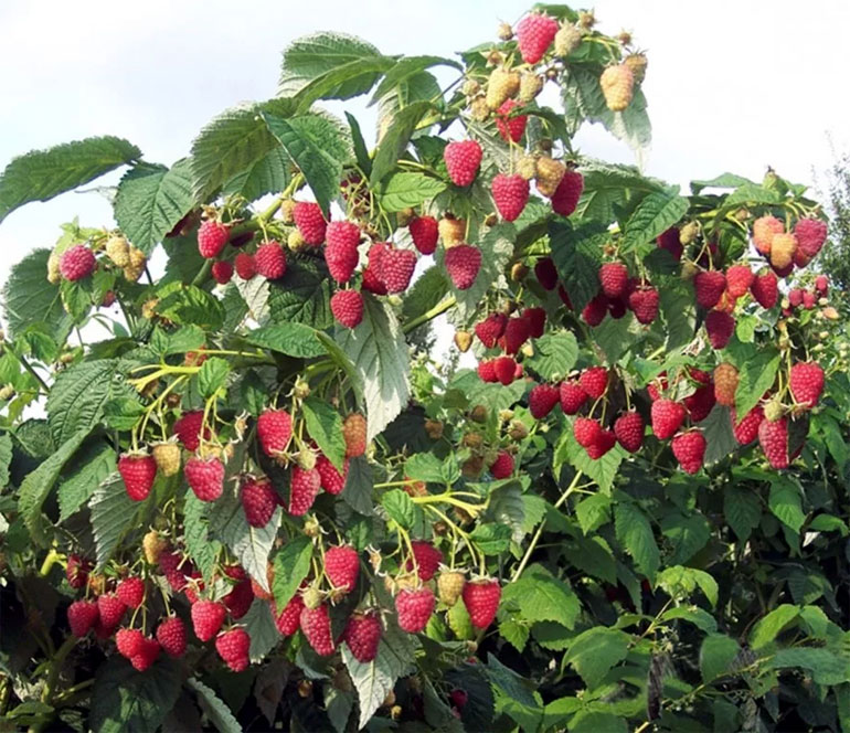 Малиновое дерево – популярные штамбовые сорта малины 3 | Дока-Мастер