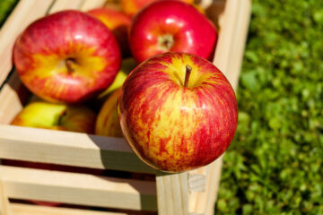 Где купить яблоки в Спб 9 | Дока-Мастер
